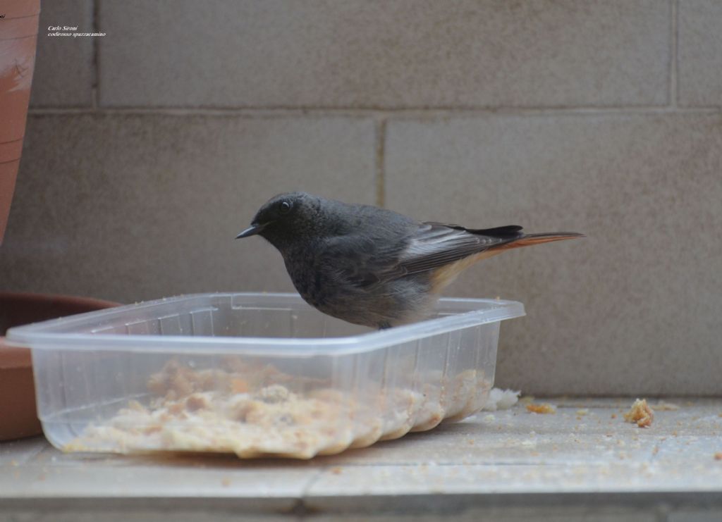 pettirosso e codirosso spazzacamino